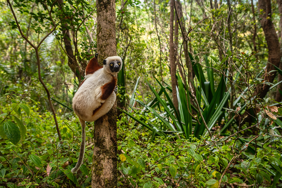 sifaka Coquerelův - Propithecus coquereli