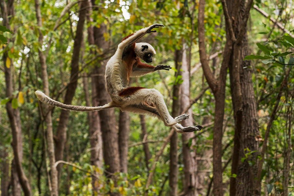 sifaka Coquerelův - Propithecus coquereli