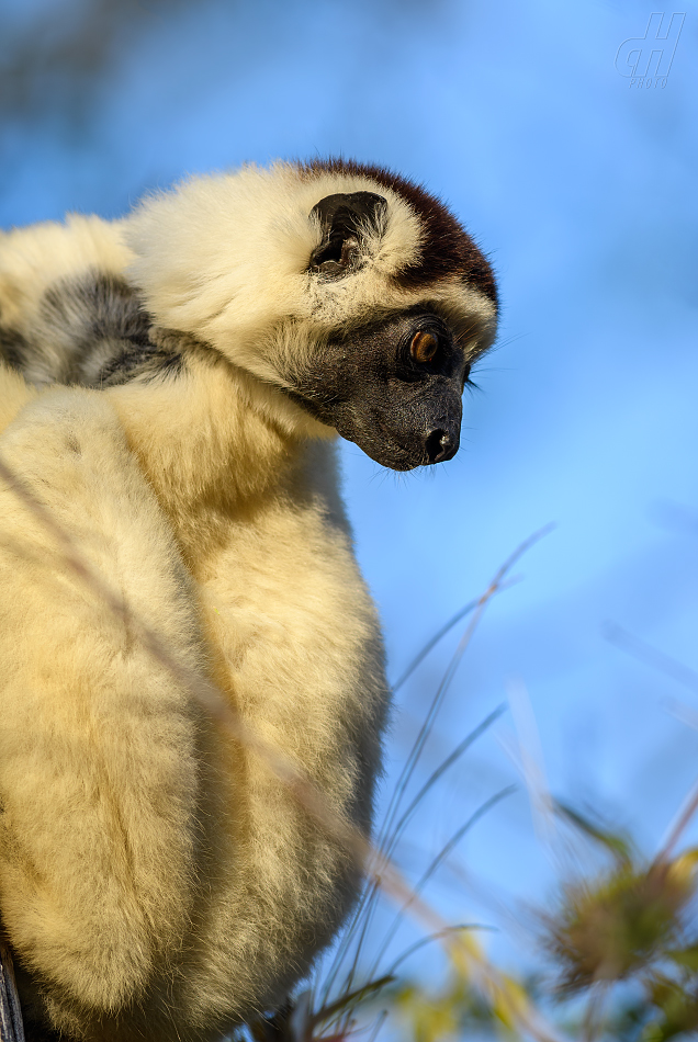 sifaka malý - Propithecus verreauxi