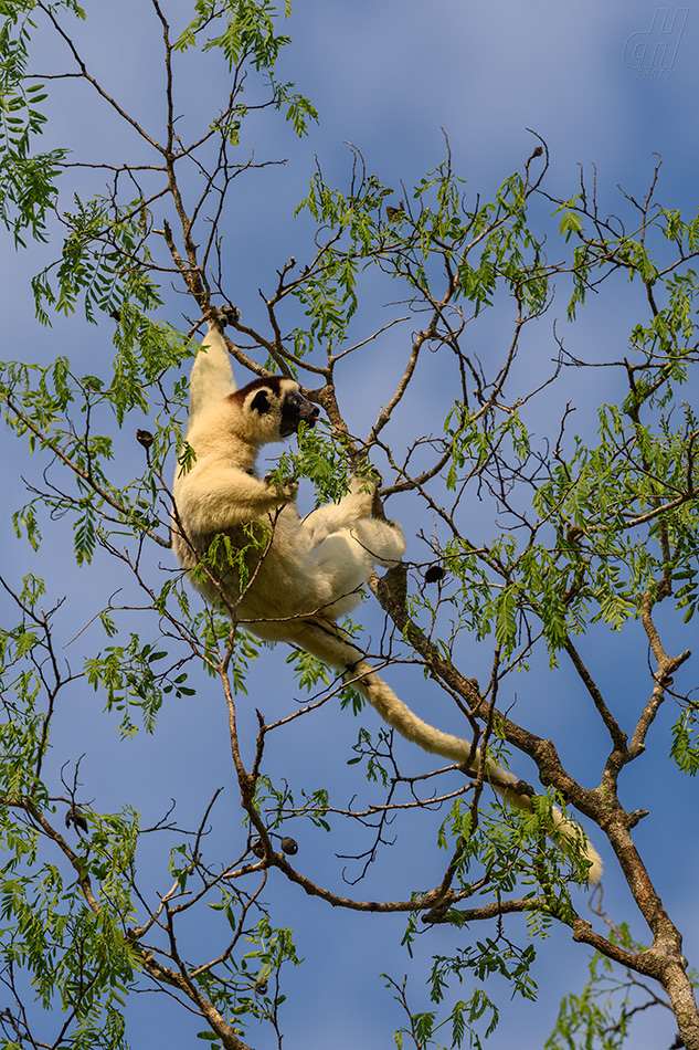 sifaka malý - Propithecus verreauxi