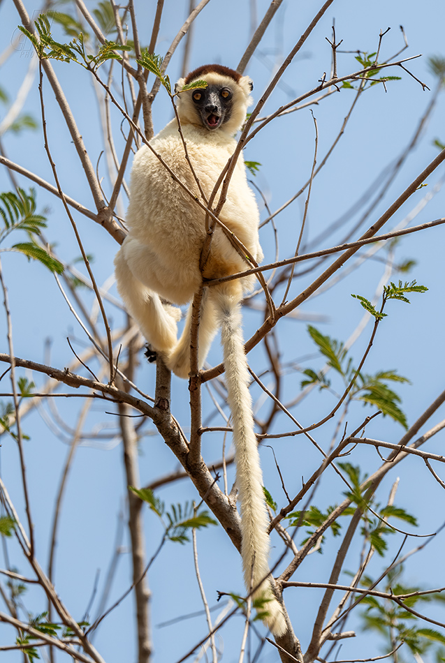 sifaka malý - Propithecus verreauxi