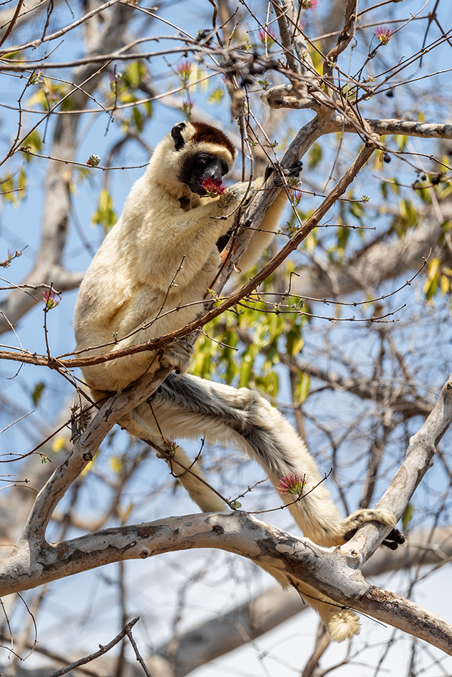 sifaka malý - Propithecus verreauxi