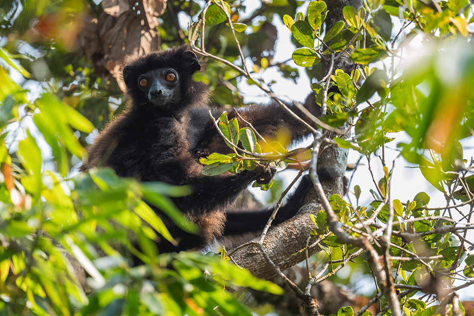 sifaka Milne-Edwardsův - Propithecus edwardsi