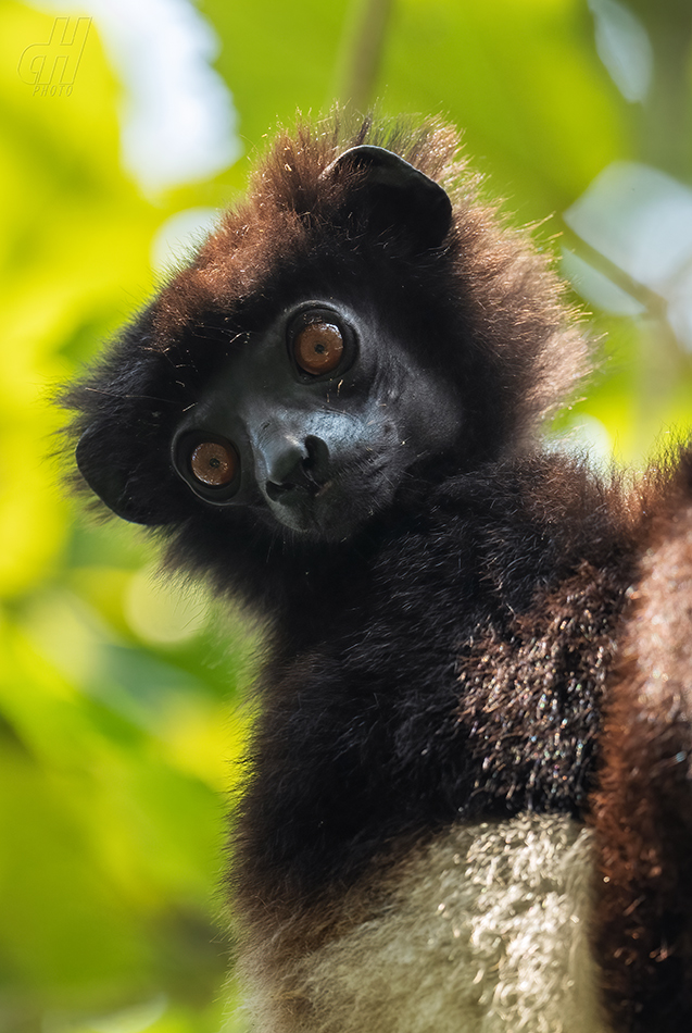 sifaka Milne-Edwardsův - Propithecus edwardsi