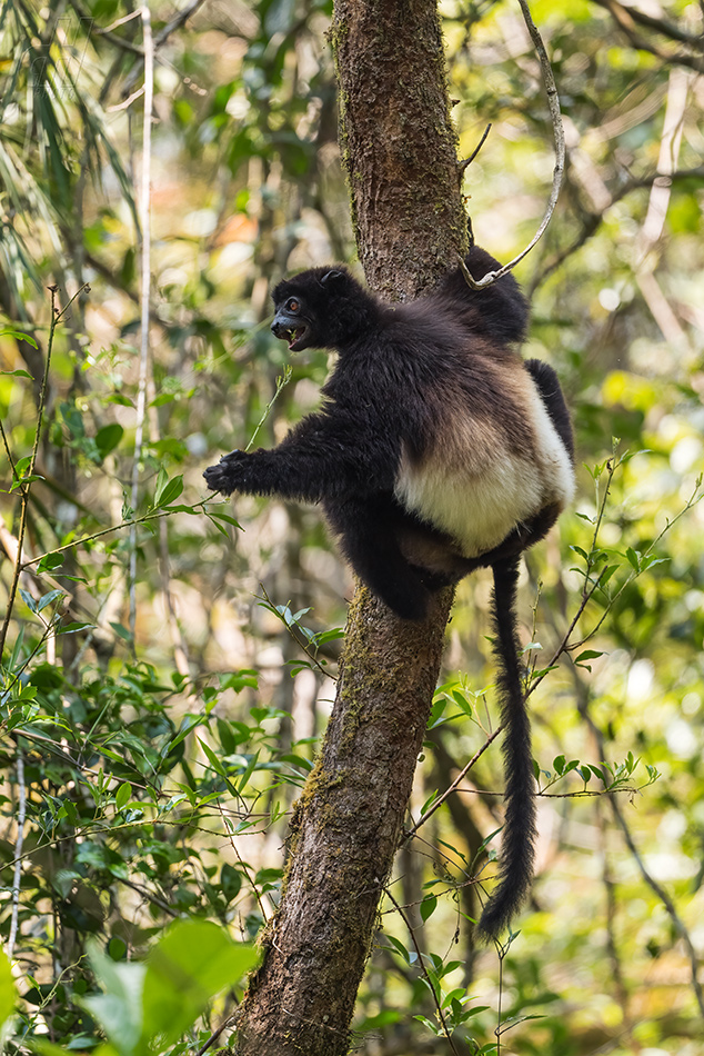 sifaka Milne-Edwardsův - Propithecus edwardsi