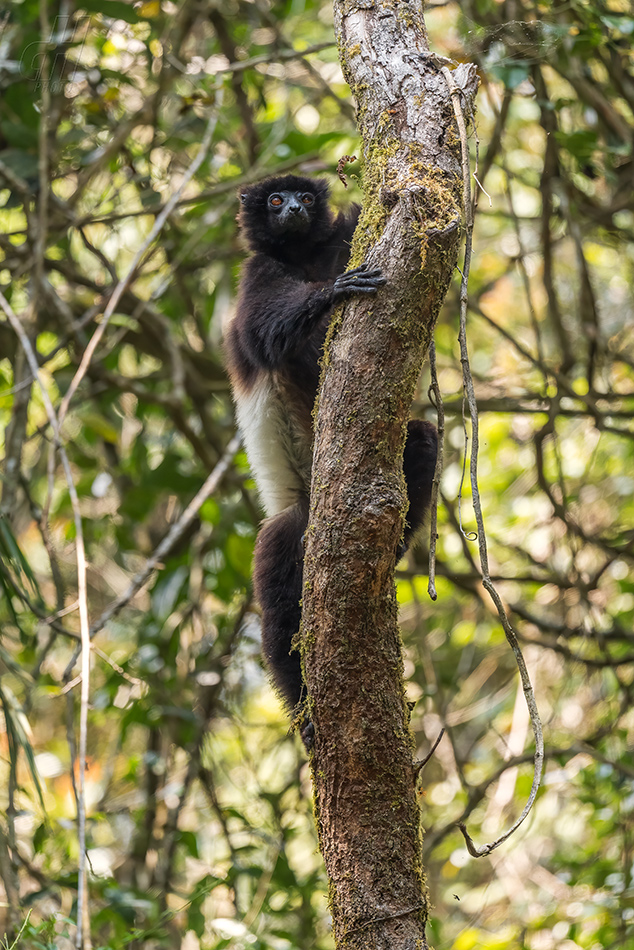 sifaka Milne-Edwardsův - Propithecus edwardsi