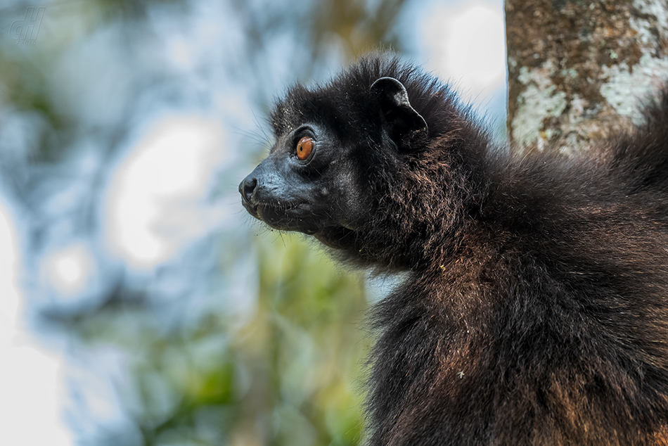 sifaka Milne-Edwardsův - Propithecus edwardsi