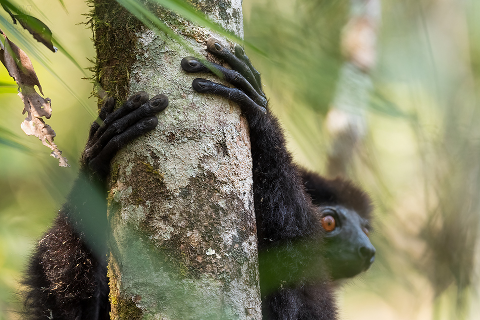 sifaka Milne-Edwardsův - Propithecus edwardsi