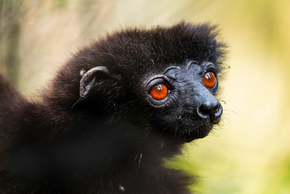 sifaka Milne-Edwardsův - Propithecus edwardsi