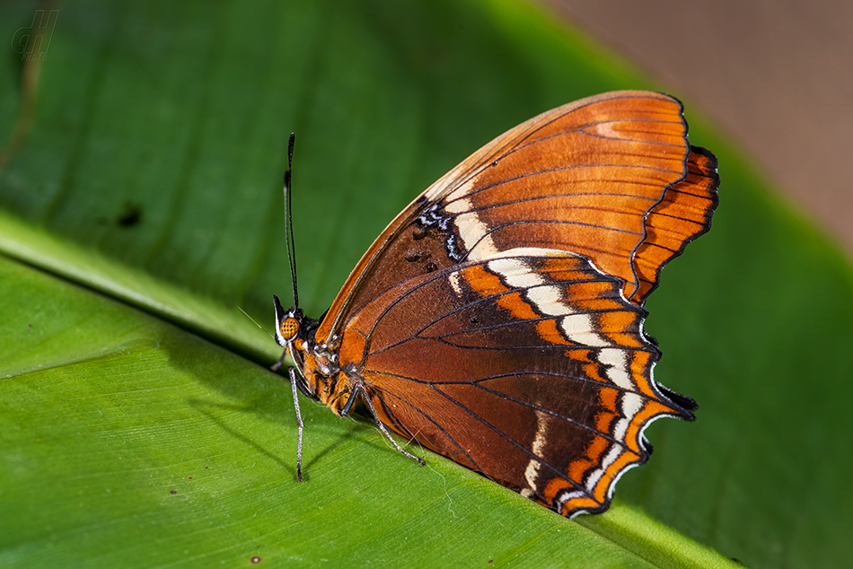 Siproeta epaphus