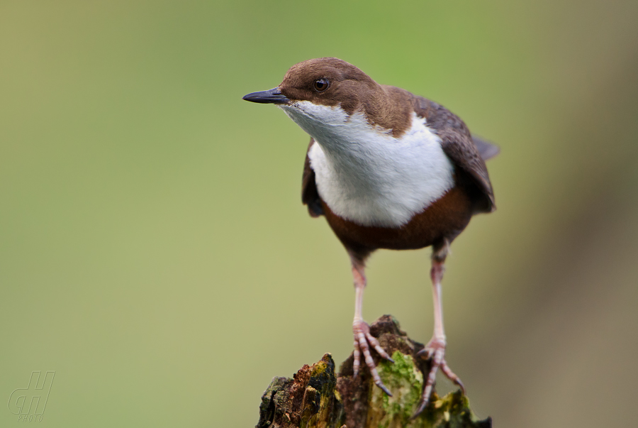 skorec vodní - Cinclus cinclus