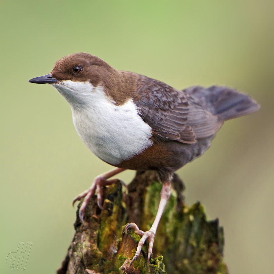 skorec vodní - Cinclus cinclus