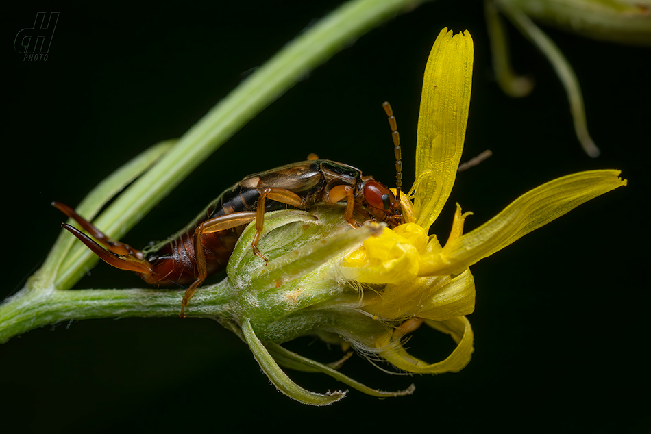 škvor obecný - Forficula auricularia