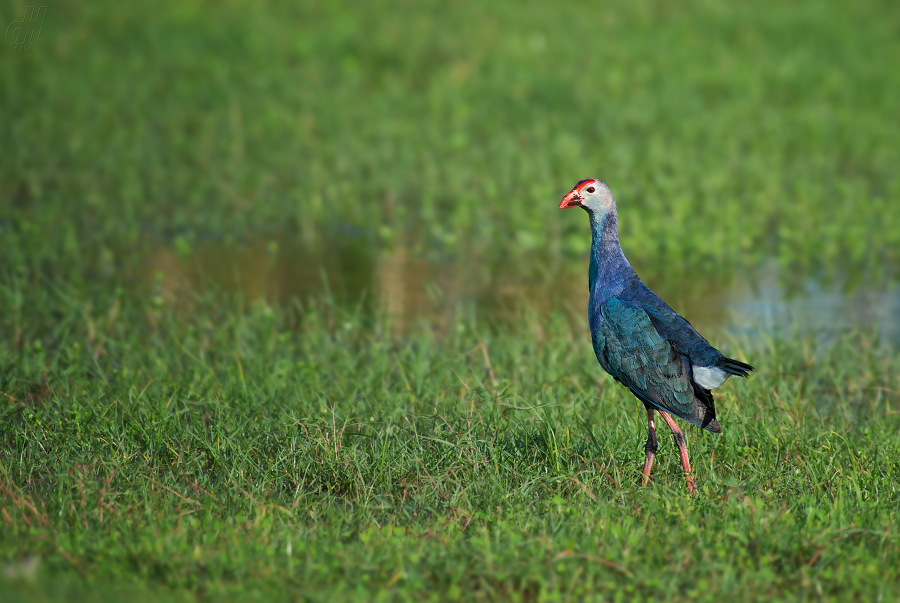 slípka modrá - Porphyrio porphyrio