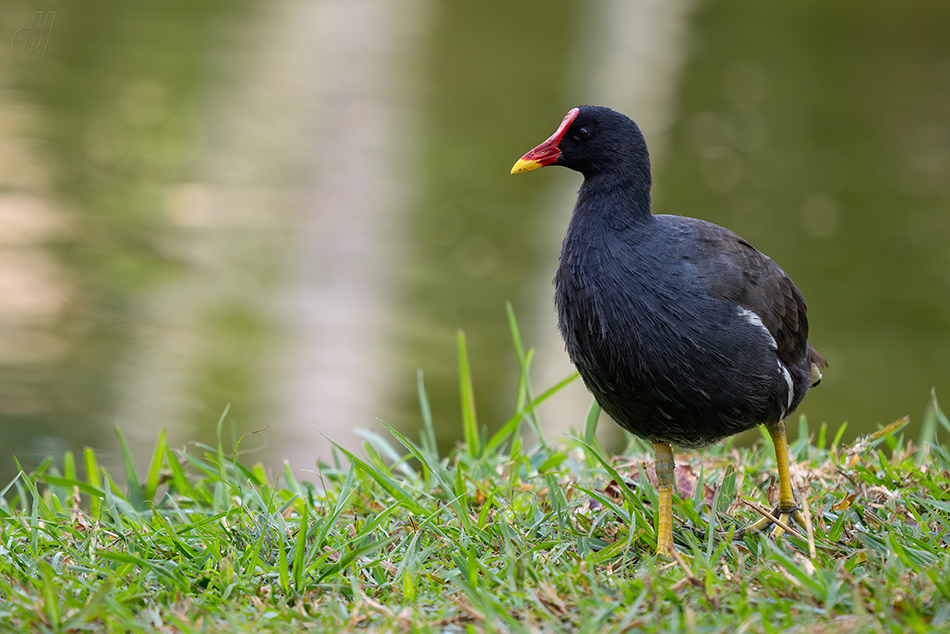 slípka zelenonohá - Gallinula chloropus