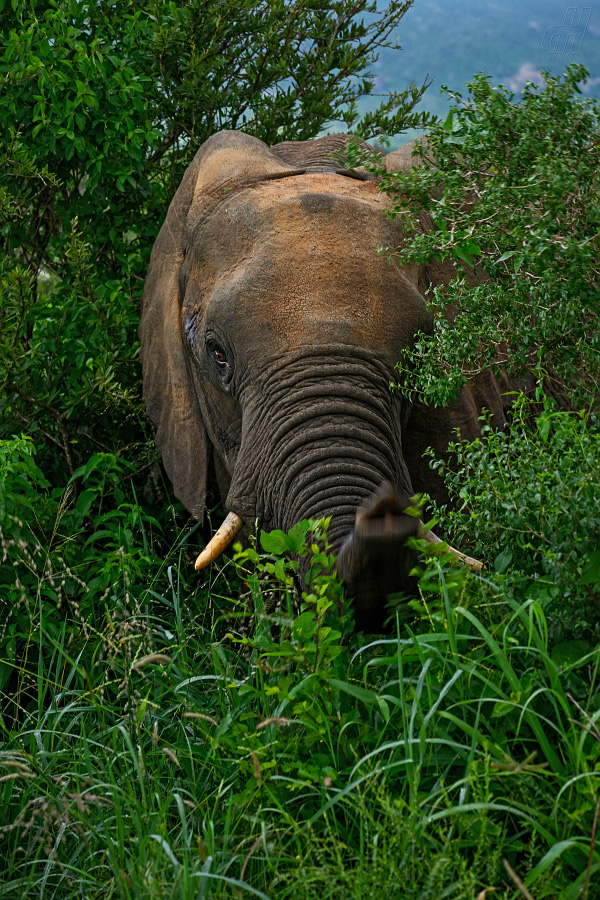 slon africký - Loxodonta africana