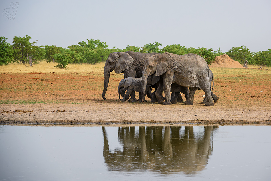 slon africký - Loxodonta africana