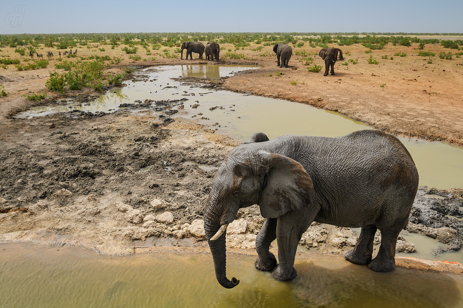 slon africký - Loxodonta africana