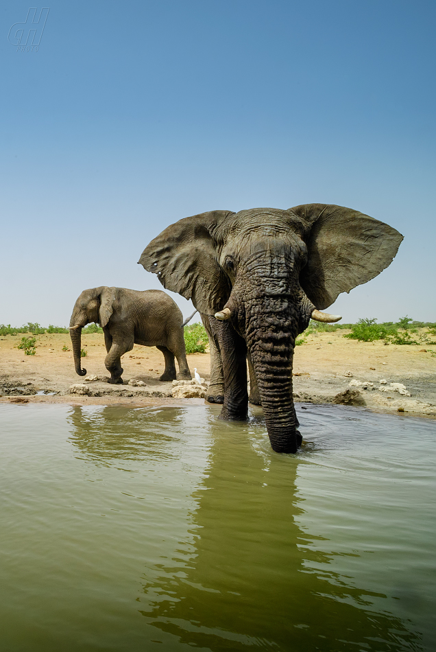 slon africký - Loxodonta africana