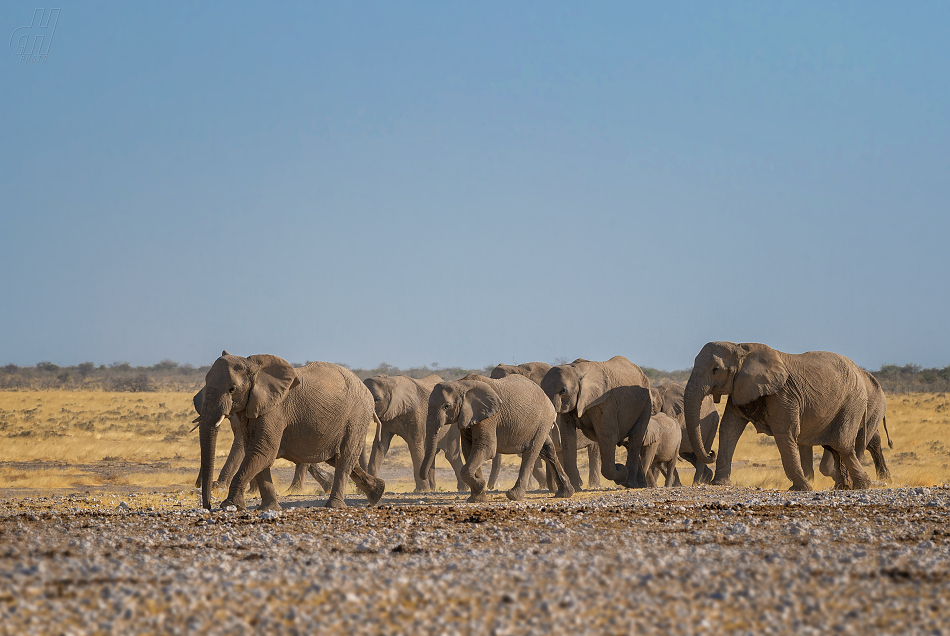 slon africký - Loxodonta africana