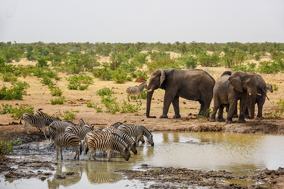 slon africký - Loxodonta africana