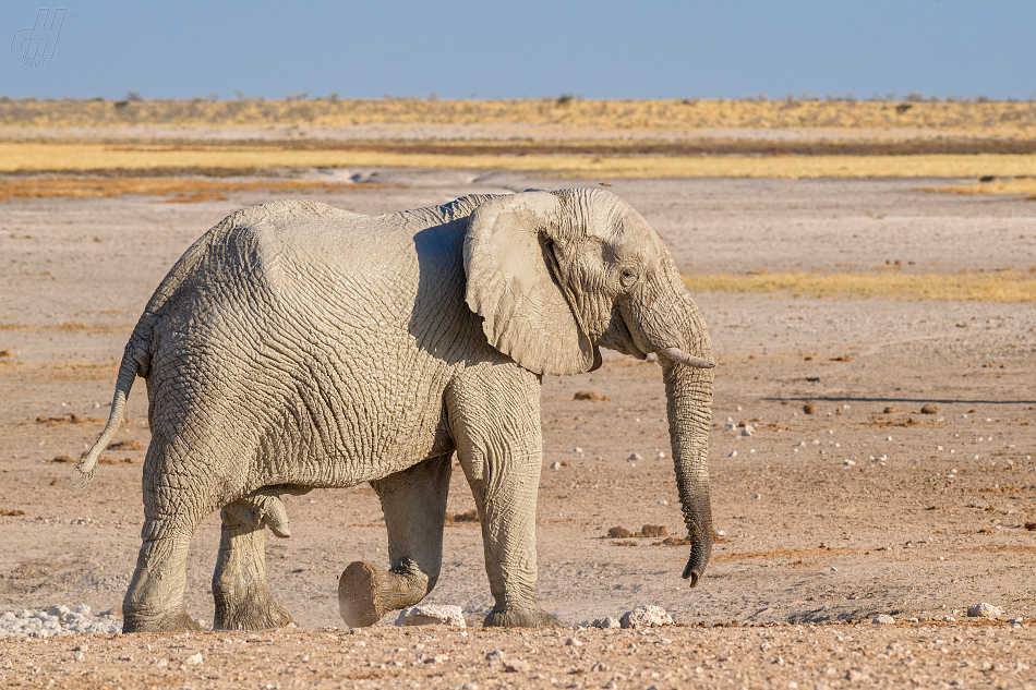 slon africký - Loxodonta africana