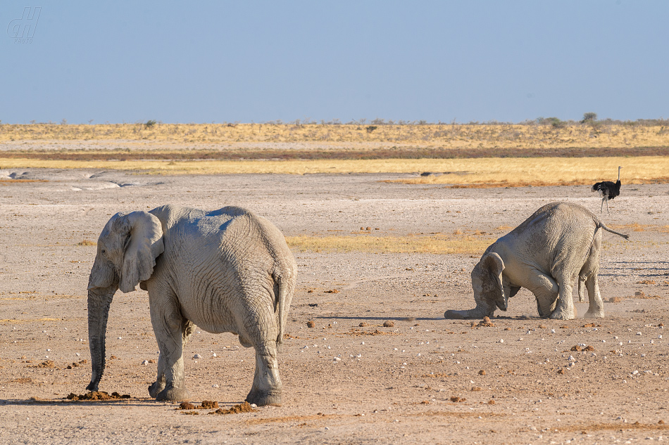 slon africký - Loxodonta africana