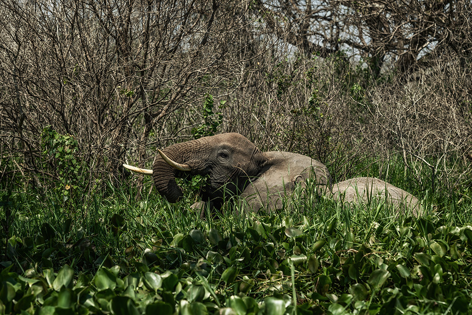 slon africký - Loxodonta africana