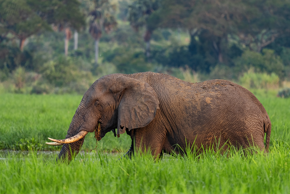 slon africký - Loxodonta africana