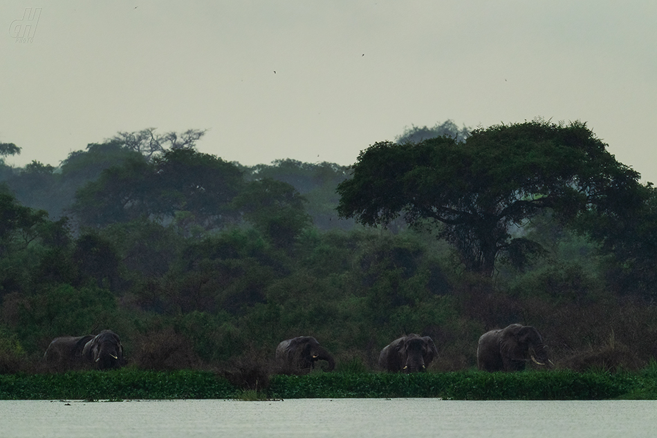 slon africký - Loxodonta africana