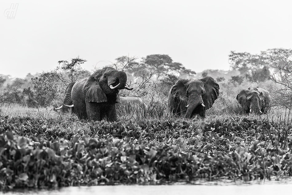 slon africký - Loxodonta africana