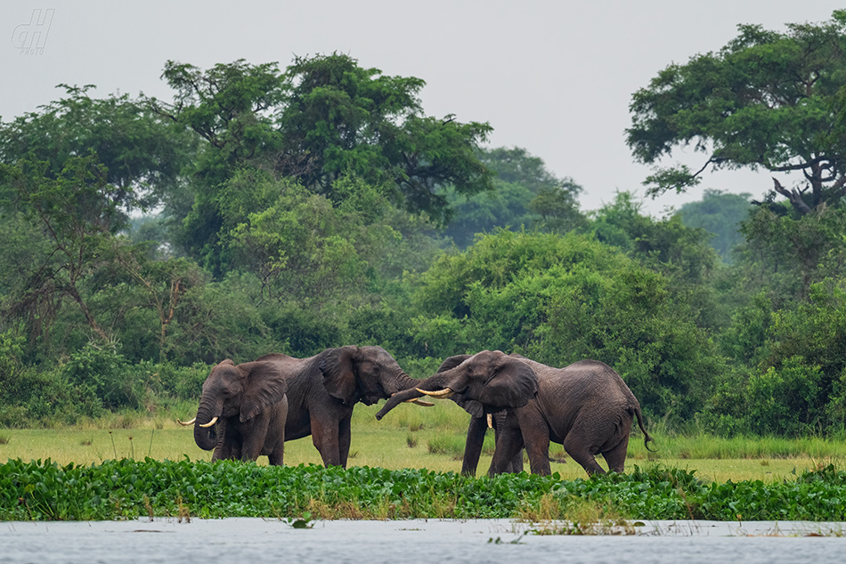 slon africký - Loxodonta africana