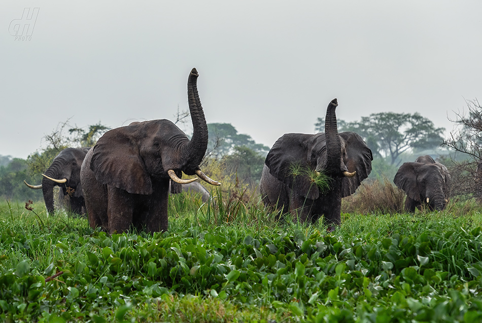 slon africký - Loxodonta africana