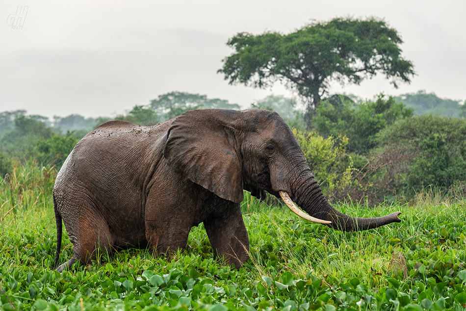 slon africký - Loxodonta africana