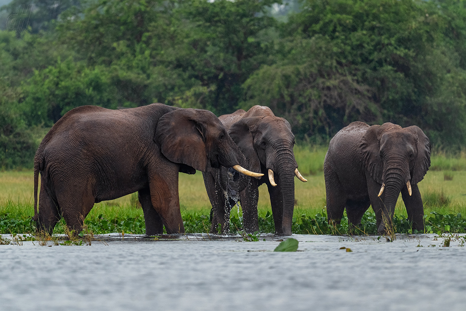 slon africký - Loxodonta africana