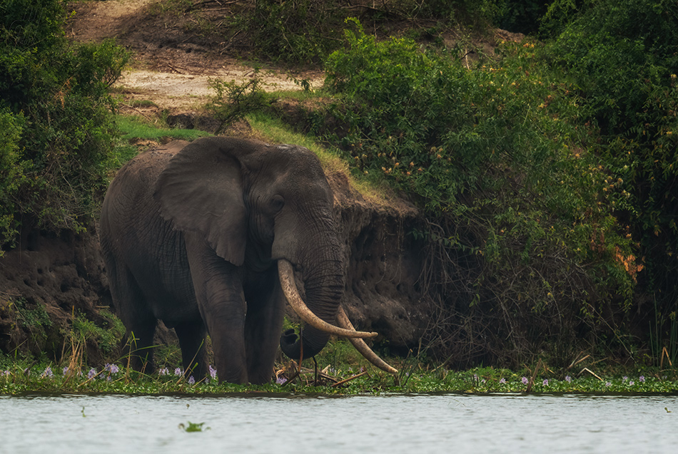 slon africký - Loxodonta africana