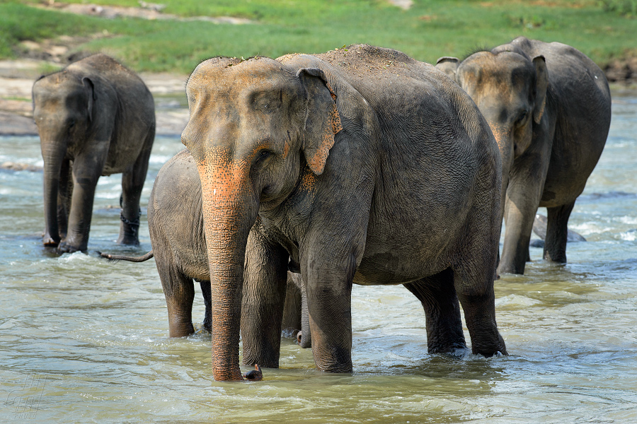 slon indický - Elephas maximus