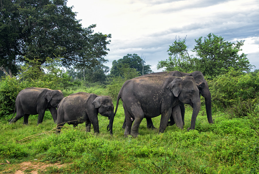 slon indický - Elephas maximus