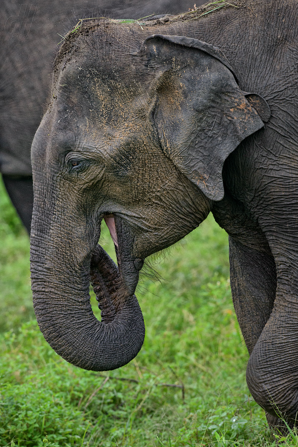 slon indický - Elephas maximus