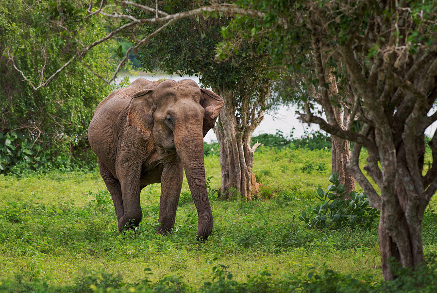 slon indický - Elephas maximus