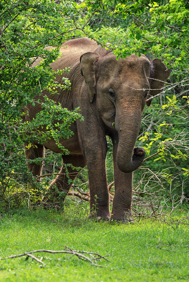 slon indický - Elephas maximus