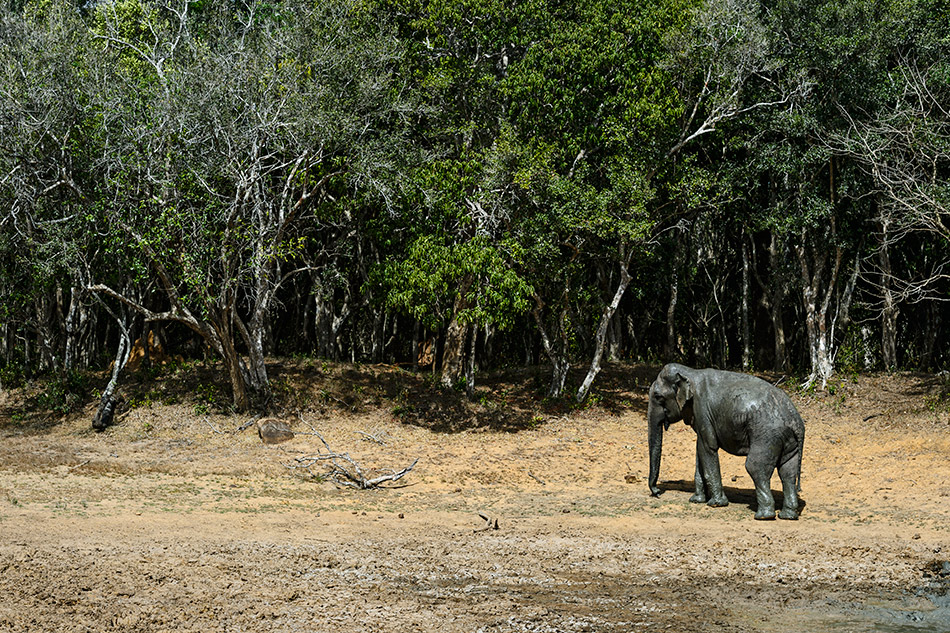 slon indický - Elephas maximus