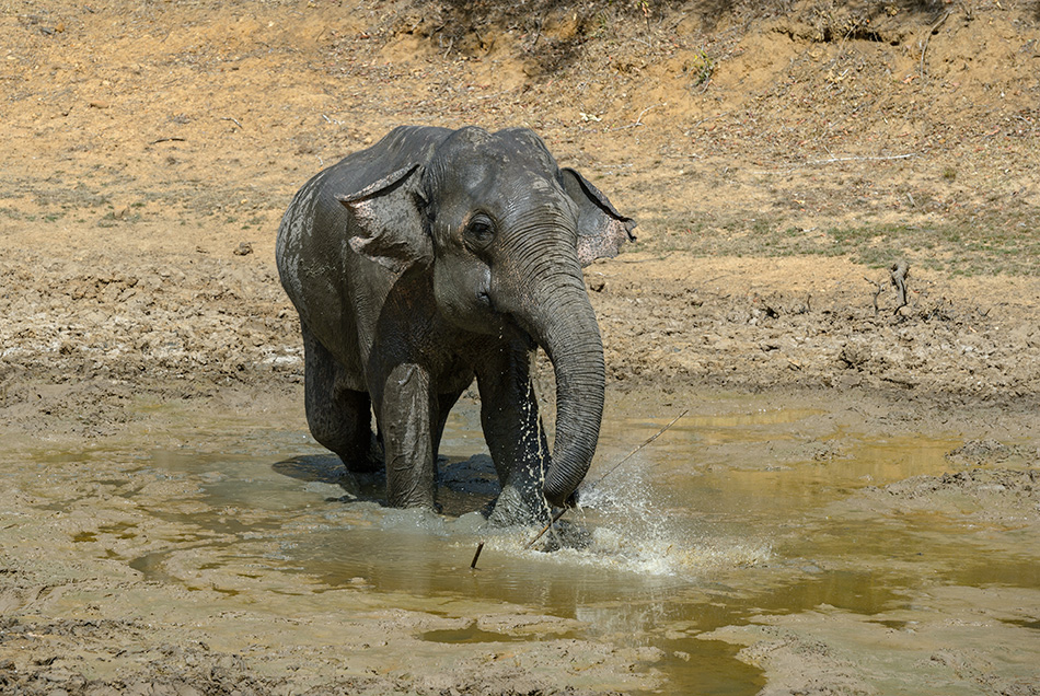 slon indický - Elephas maximus