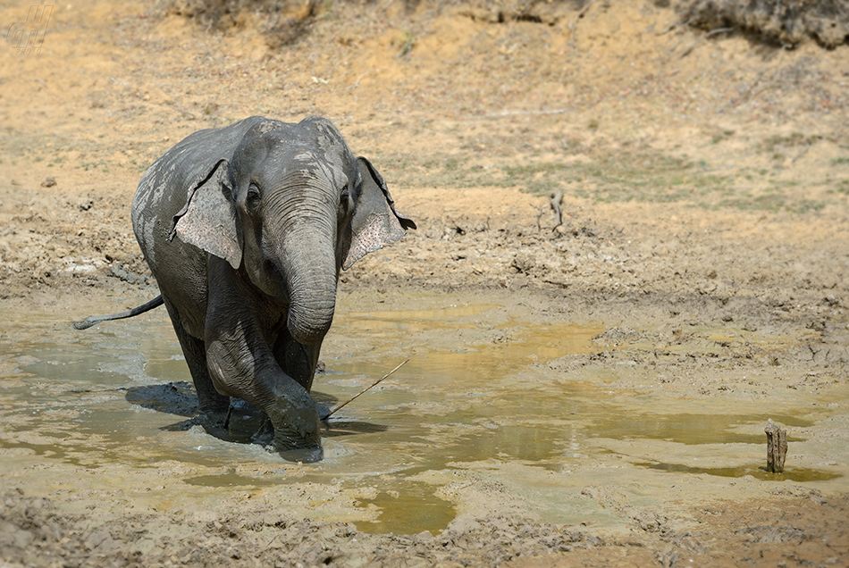 slon indický - Elephas maximus