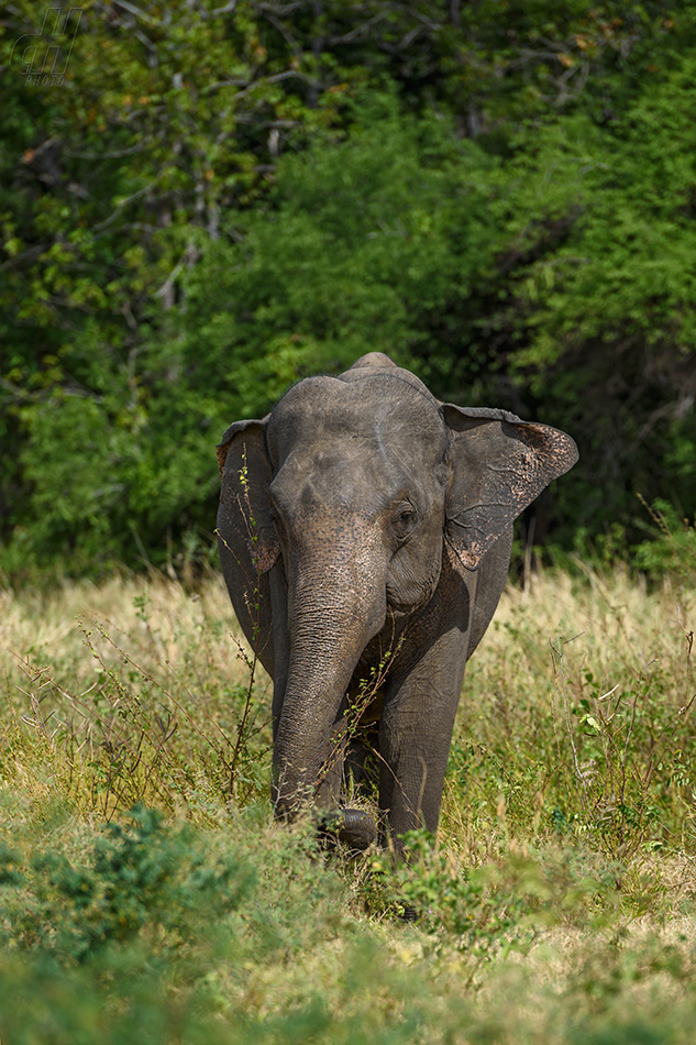 slon indický - Elephas maximus