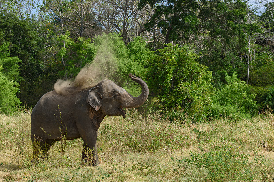 slon indický - Elephas maximus