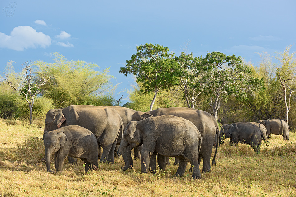 slon indický - Elephas maximus