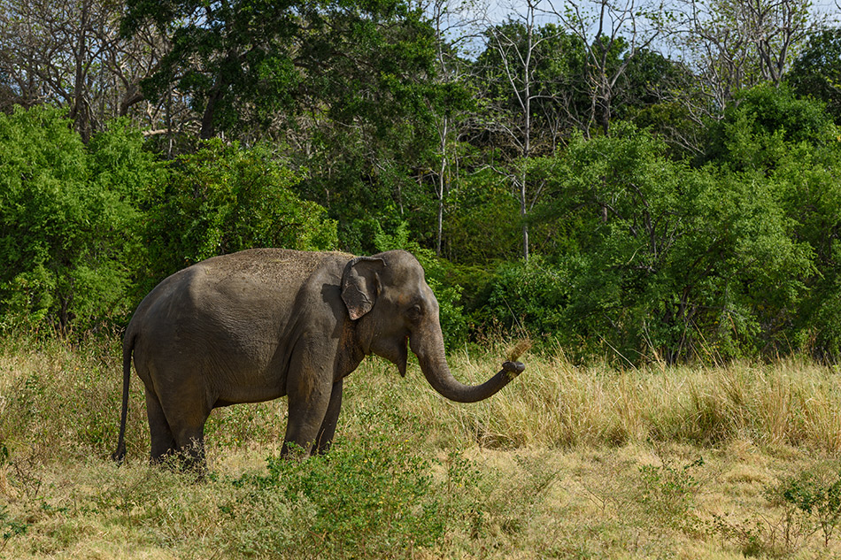 slon indický - Elephas maximus