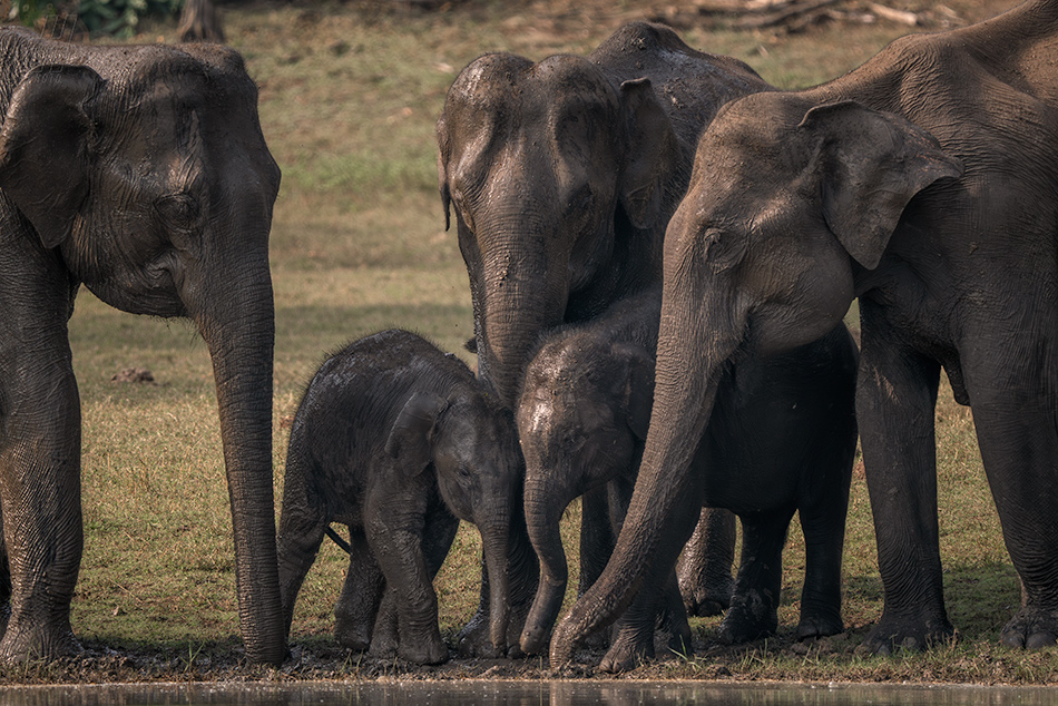 slon indický - Elephas maximus indicus