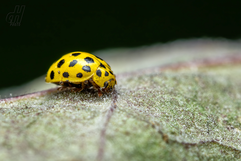 slunéčko dvaadvacetitečné - Psyllobora vigintiduopunctata